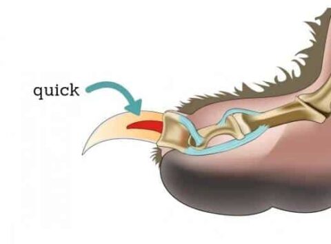 How to Cut Your Dog's Nails Without Hurting Him