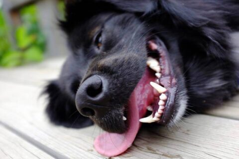 How to Clean Your Dog's Teeth Without Brushing